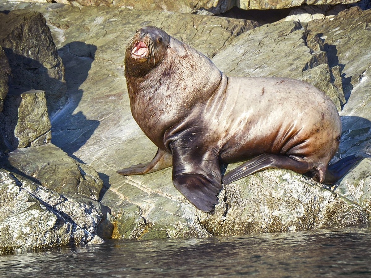Stellar sea lion&nbsp;bull